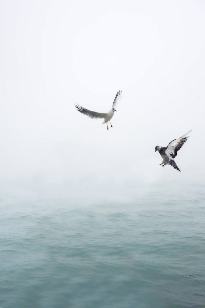 pexels-photo-207237 Two seagulls gracefully flying over the calm, misty ocean, symbolizing freedom and tranquility.